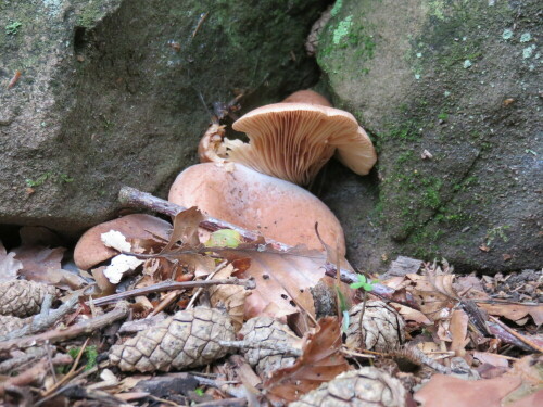 Vermutlich ein Krempling, lieber nicht essen...

Aufnameort: Eibenhardt, nördlich Marburg, 30.08.2014
Kamera: Canon Power Shot SX700, 1/60; 4,5; 13,9mm; ISO 800