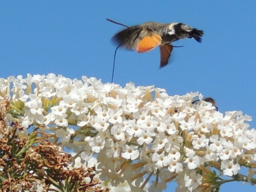 

Aufnameort: Meßstetten  Schwäbische ALB
Kamera: Nikon Coolpix