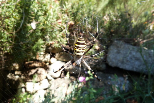 wespenspinne-oder-zebraspinne-argiope-bruennichi-11933.jpeg