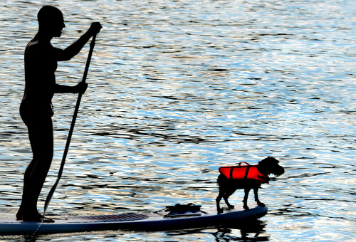 Ein offenbar wenig wasserscheuer Hund begleitet sein Herrchen auf einer Ruderpartie auf dem Surfbrett über den Züricher See.

Aufnameort: Züricher See
Kamera: Nikon D600