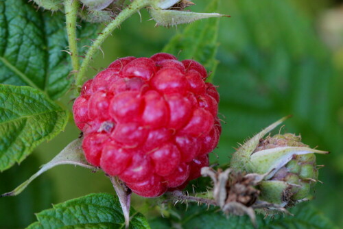 

Aufnameort: Marburg, An der Zahlbach, 06.09.2014, Garten
Kamera: Canon EOS 600D, 1/125; 5,6; 100,0mm; ISO 800