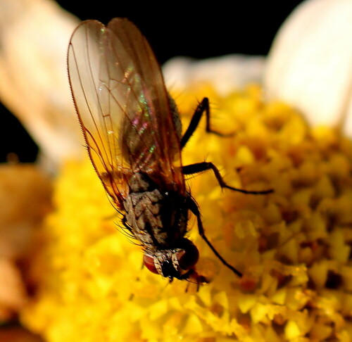 kleine-fliege-auf-marguerite-11869.jpeg