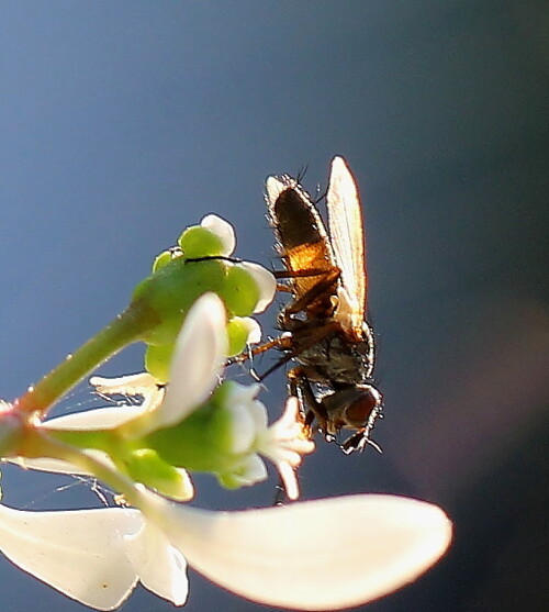 raupenfliege-eriothrix-rufomaculata-im-gegenlicht-11796.jpeg