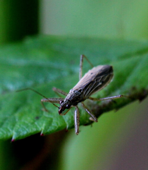 Leider etwas unscharf in der hinteren Hälfte, dafür ist aber der namengebende sichelförmige Stechrüssel gut zu erkennen. Ernährt sich von anderen Arthropoden, die sie mit dem Rüssel aufspießt und aussaugt.

Aufnameort: Marburg, An der Zahlbach, 06.09.2014, Garten
Kamera: Canon EOS 600D, 1/160; 5,6; 100,0mm; ISO 800