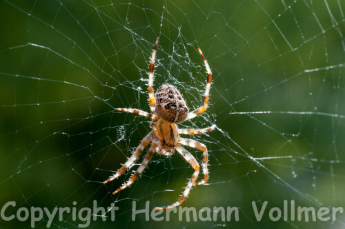 Diese Kreuzspinne lebt dieses Jahr auf meinem Balkon und genießt heute (6.9.) das schöne Spätsommerwetter.

Aufnameort: DEU, BW, Schwieberdingen
Kamera: Nikon D300, Sigma Macro EX 70/2.8