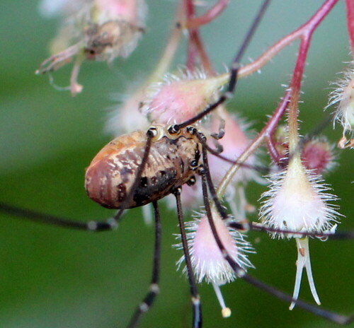 Im Spätsommer und Herbst bevölkern sie oft in Anzahl die bodennahe Vegetation

Aufnameort: Marburg, An der Zahlbach, 06.09.2014, Garten
Kamera: Canon EOS 600D, 1/125; 5,6; 100,0mm; ISO 800