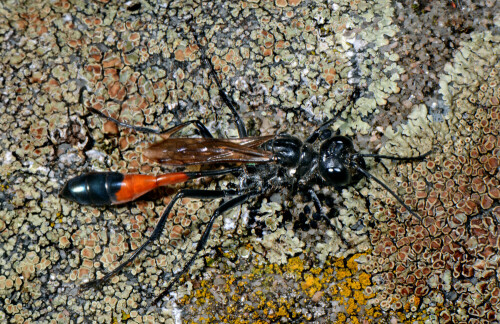 weibliche-sandgrabwespe-ammophila-sabulosa-11752.jpeg