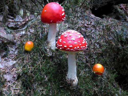 fliegenpilze-11812.jpeg