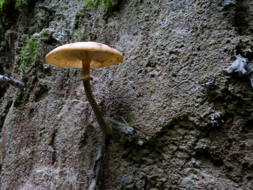 pilz-leben-an-der-senkrechten-11813.jpeg
