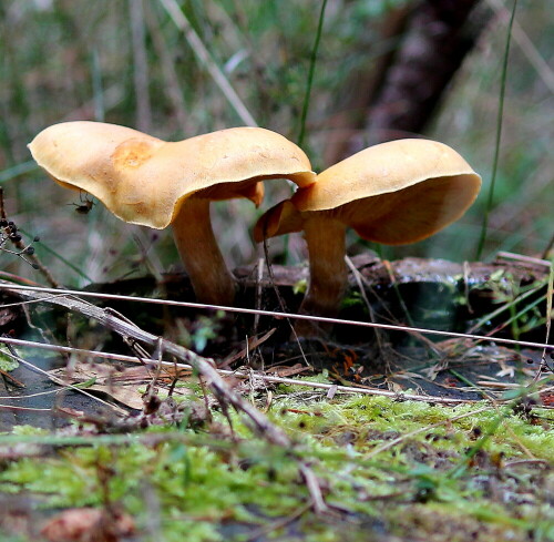 

Aufnameort: Hochsauerland, Nähe Kahler Asten, 10.09.2014
Kamera: Canon EOS 600D, 1/80; 4,0; 55,0mm; ISO 250