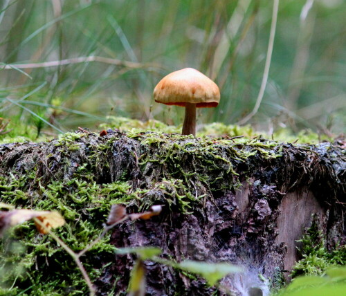 Bei Wanderungen im Hochsauerland entdeckten wir eine Unzahl von Pilzen, es gab kaum einen Flecken, an dem man keinen Pilz sah...

Aufnameort: Hochsauerland, Nähe Kahler Asten, 10.09.2014
Kamera: Canon EOS 600D, 1/200; 5,6; 135,0mm; ISO 2000