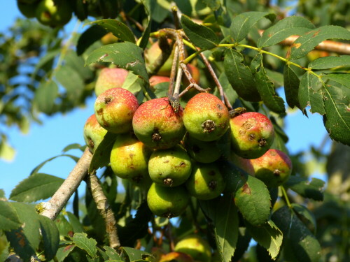 

Aufnameort: Triesdorf Bereich Pomoretum
Kamera: Panasonic Lumix FZ150