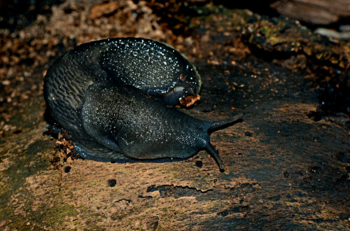 Im Gegensatz zu den Wegschnecken (Arionidae) besitzen die Egelschnecken (Limacidae) einen scharfen Kiel auf dem Rücken. Limax cinereoniger gehört zu unseren größten Wegschnecken und besitzt eine beidseitig schwarz gesäumte weiße Fußsohle.

Aufnameort: Seltenbachschlucht im Spessart
Kamera: Nikon D600