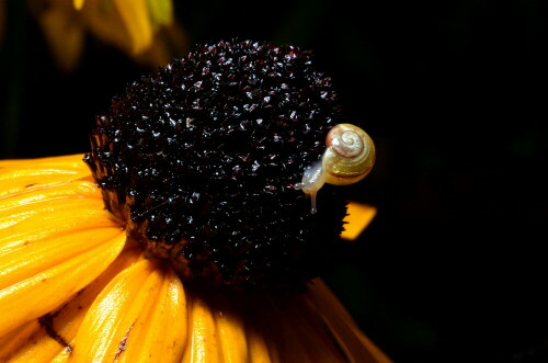 

Aufnameort: Weidenbach Mittelfranken in meinem Garten
Kamera: Nikon D7000