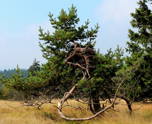 

Aufnameort: Kahler Asten, Gipfelregion, 12.09.2014
Kamera: Canon EOS 600D, 1/160; 8,0; 55,0mm; ISO 100