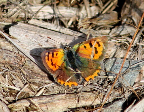 kleiner-feuerfalter-lycaena-phlaeas-11878.jpeg