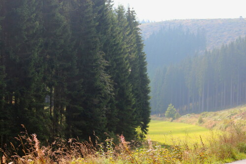 Am Westhang des Kahlen Asten, Lennetal

Aufnameort: Kahler Asten, Lennetal, 12.09.2014
Kamera: Canon EOS 600D, 1/125; 5,6; 65,0mm; ISO 100