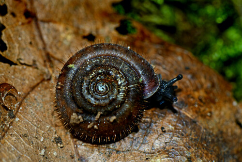 Die durch ein flaches Gehäuse mit Haarbesatz ausgezeichnete Riemenschnecke ist ein wichtiger Streuzersetzer in unseren Laubwäldern.

Aufnameort: Seltenbachschlucht im Spessart
Kamera: Nikon D600