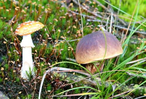 Fliegenpilz und Düsterer Röhrling in Nachbarschaft, die dem Fliegenpilz offenbar schlechter bekommt als dem Röhrling.

Aufnameort: Kahler Asten, Lennetal, 12.09.2014
Kamera: Canon EOS 600D, 1/80; 5,6; 55,0mm; ISO 400