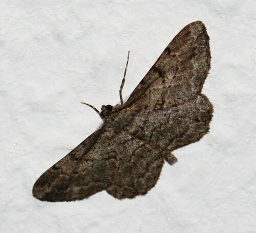 spanner-eupithecia-spec-mannch-11871.jpeg