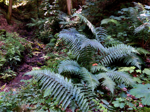 Feuchtluftreiche Schluchtwälder werden von mächtigen Beständen diverser Farne eingenommen.

Aufnameort: Seltenbachschlucht im Spessart
Kamera: Panasonic DMC-FZ200