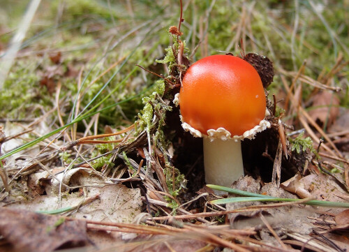 Bei einem Waldspaziergang entdeckte ich diesen kleinen Fliegenpilz, der so winzig war, dass er noch nicht einmal die typischen weißen Punkte hatte.

Aufnameort: Segeberger Forst bei Wahlstedt
Kamera: Olympus XZ-1