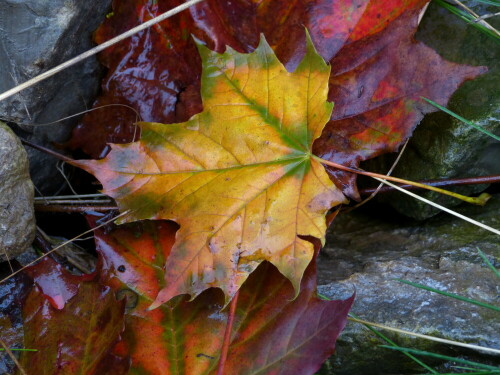 nasser-herbst-11922.jpeg