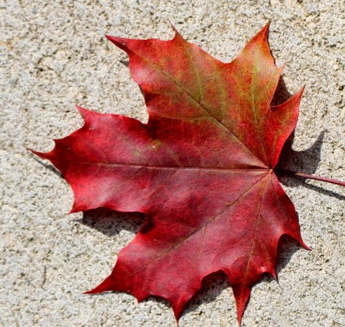 Ahornblatt in "Indian Summer Färbung"

Aufnameort: Marburg, An der Zahlbach, 14.09.2014
Kamera: Canon EOS 600D, 1/400; 5,6; 100,0mm; ISO 100