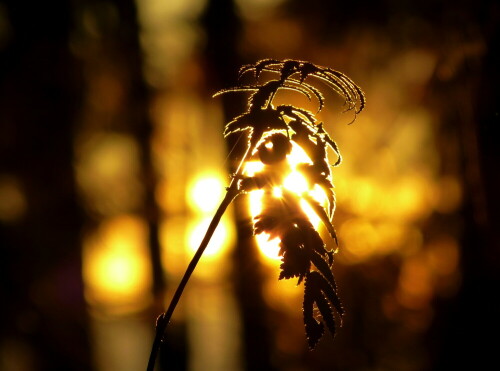 vogelbeere-in-der-abendsonne-11956.jpeg