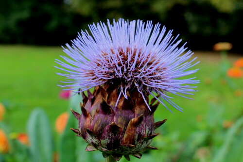 

Aufnameort: Gießen, Landesgartenschau, 20.09.2014
Kamera: Canon EOS 600D, 1/80; 7,1; 35,0mm; ISO 100