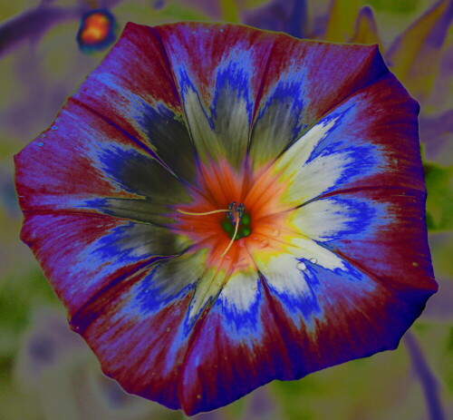 convolvulus-tricolor-farbvermehrung-11977.jpeg