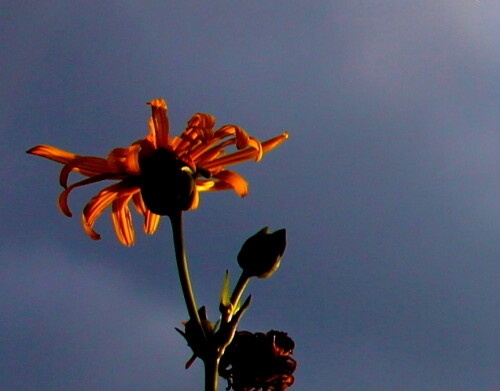 Die von der tiefstehenden Sonne beschienene Blüte und die dunkle Gewitterwolke bilden eine dramatische Szene.

Aufnameort: Gießen, Landesgartenschau, 20.09.2014
Kamera: Canon EOS 600D, 1/800; 4,5; 29,0mm; ISO 100