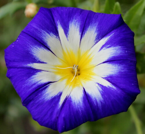 dreifarbige-winde-convolvulus-tricolor-11976.jpeg