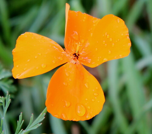 Leinblüte nach Regenschauer

Aufnameort: Gießen, Landesgartenschau, 20.09.2014
Kamera: Canon EOS 600D, 1/80; 5,6; 55,0mm; ISO 125