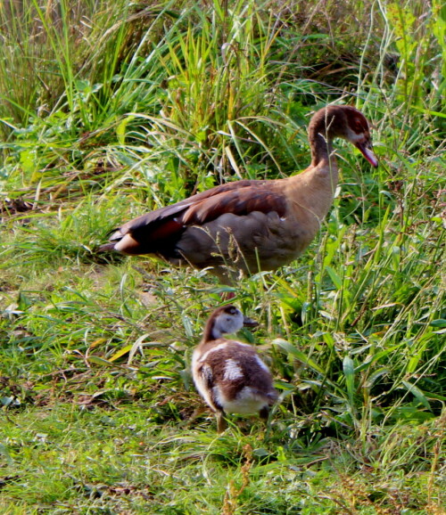 frau-nilgans-alopochen-aegyptiacus-und-kuken-12013.jpeg