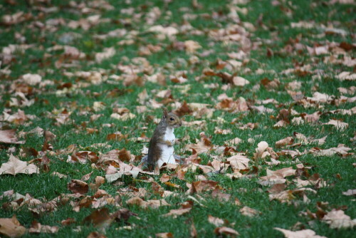 grauhornchen-im-herbstwald-16590.jpeg