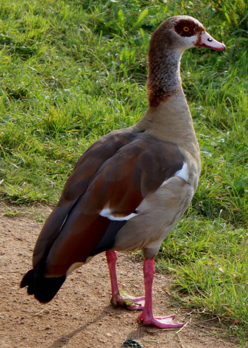 nilgans-vater-in-achtungstellu-12015.jpeg