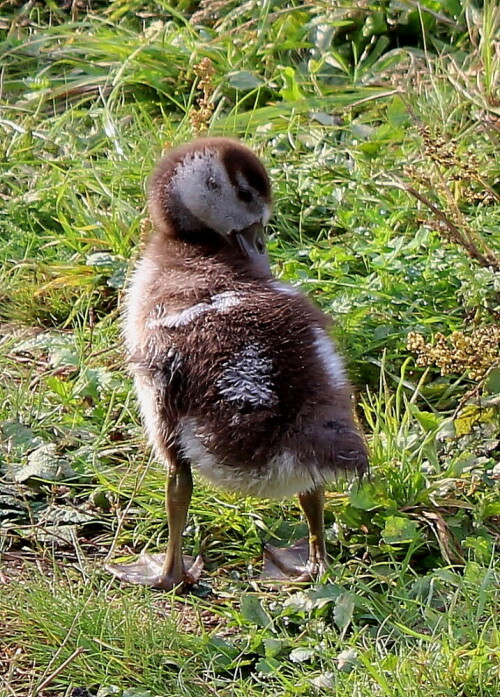 nilganskuken-putzt-sich-12014.jpeg