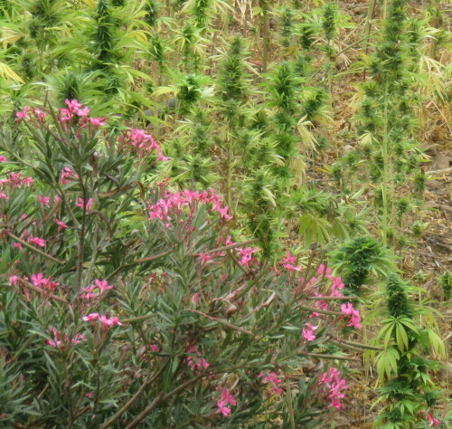 oleander-und-cannabis-sativa-12104.jpeg