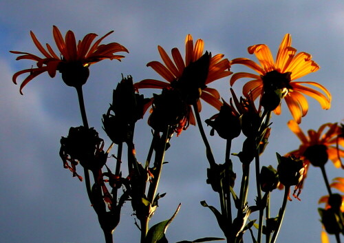 sonnenblumen-und-gewitterwolken-im-dialog-12022.jpeg