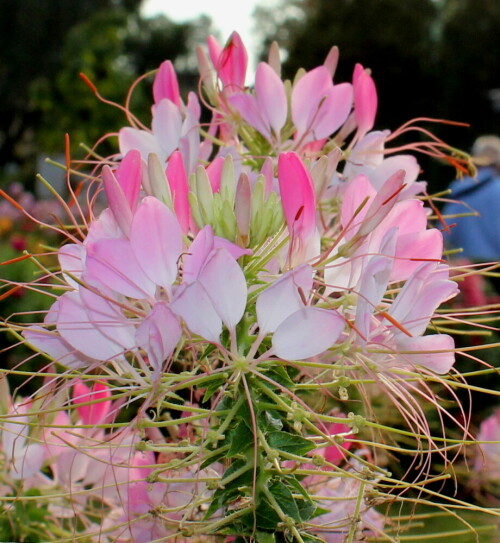 

Aufnameort: Gießen, Landesgartenschau, 20.09.2014
Kamera: Canon EOS 600D, 1/200; 11,0; 29,0mm; ISO 400