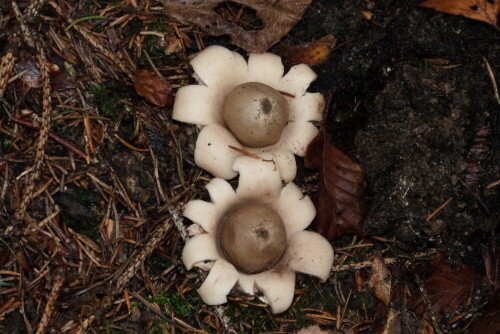 gewimperter-erdstern-geastrum-sessile-12452.jpeg