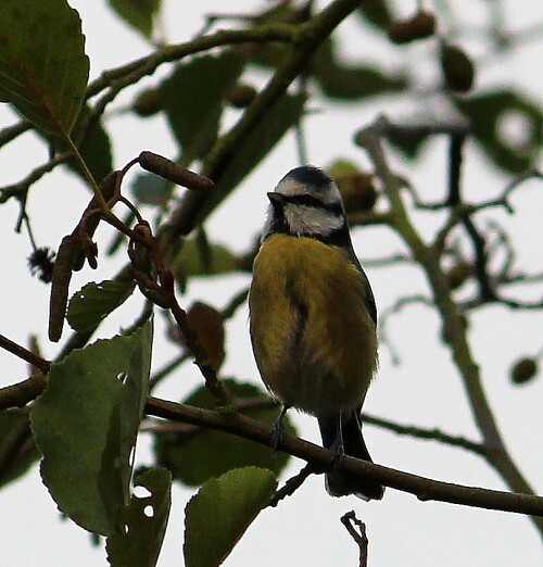 blaumeise-auf-futtersuche-parus-coeruleus-12148.jpeg