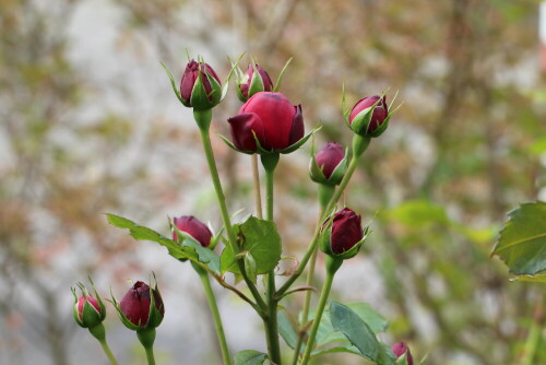 Se versprechen uns reiche Blütenpracht für Oktober.

Aufnameort: Marburg, An der Zahlbach, Vorgarten 27.09.2014
Kamera: Canon EOS 600D, 1/125; 5,6; 100,0mm; ISO 160