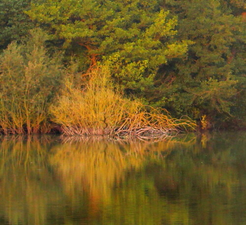 herbst-am-erlensee-13448.jpeg