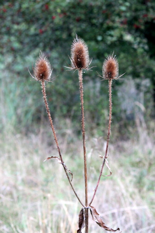 

Aufnameort: Kirchhain, Erlensee, 27.09.2014
Kamera: Canon EOS 600D, 1/80; 5,6; 60,0mm; ISO 3200