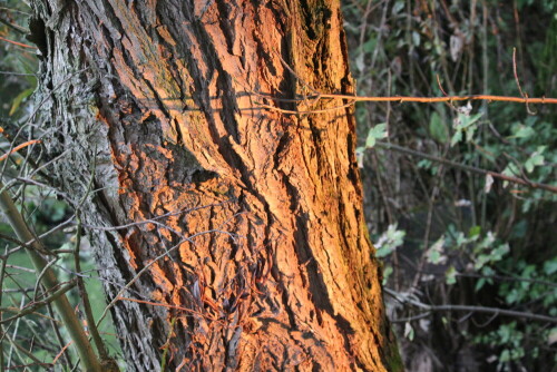 Die Morgensonne lässt die Rinde in einem warmen Braunton leuchten, als würde der Baum sie willkommen heißen.

Aufnameort: Kirchhain, Erlensee, 27.09.2014
Kamera: Canon EOS 600D, 1/50; 5,6; 55,0mm; ISO 3200