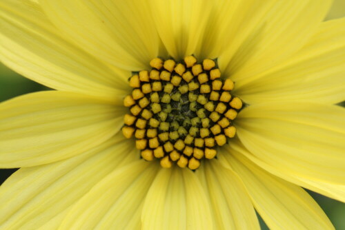 natur-mathematik-die-spirale-der-helianthusblute-12173.jpeg