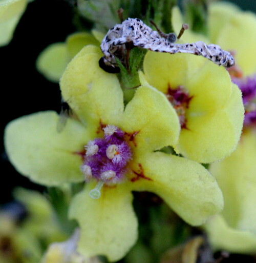 schwarze-konigskerze-verbascum-niger-12110.jpeg