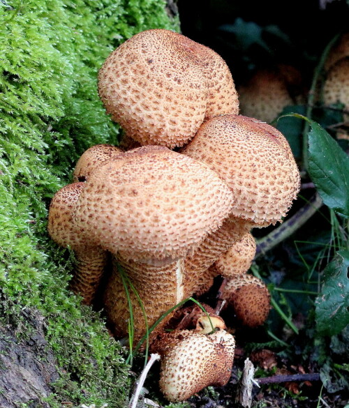 sparriger-schuppling-pholiota-squarrosa-12113.jpeg